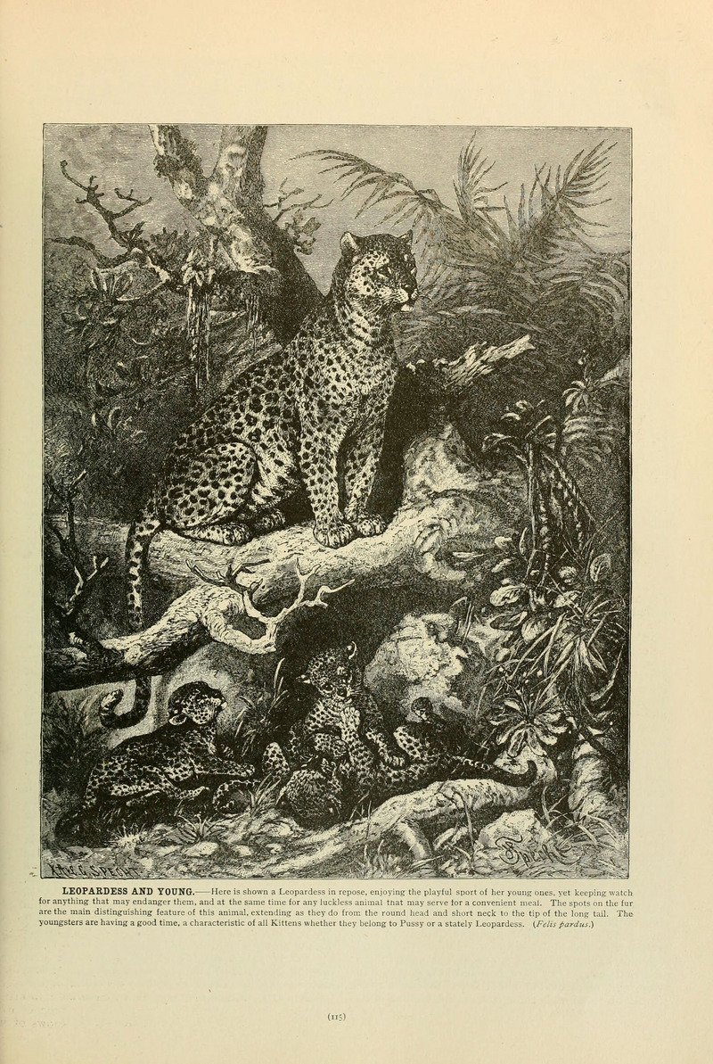 leopard (Panthera pardus); DISPLAY FULL IMAGE.