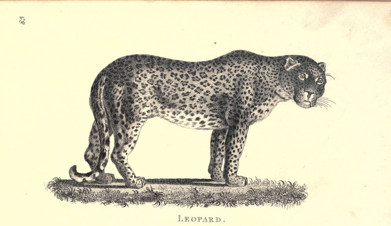 leopard (Panthera pardus); DISPLAY FULL IMAGE.