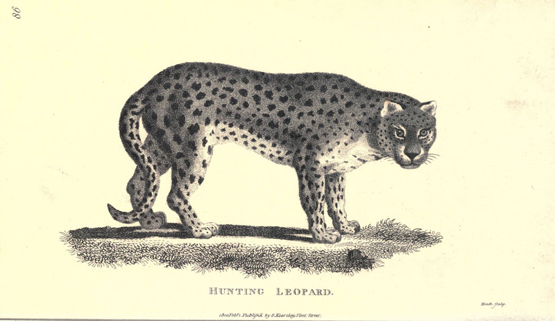 leopard (Panthera pardus); DISPLAY FULL IMAGE.