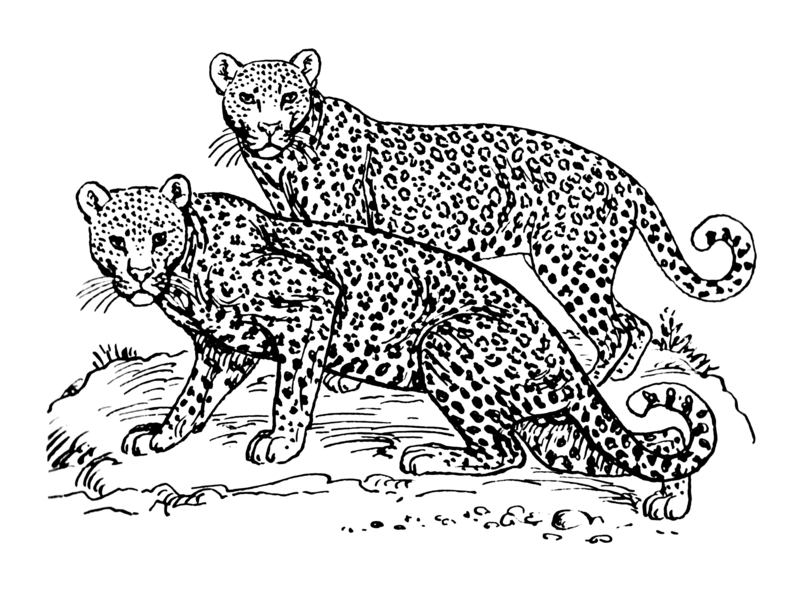 leopard (Panthera pardus); DISPLAY FULL IMAGE.