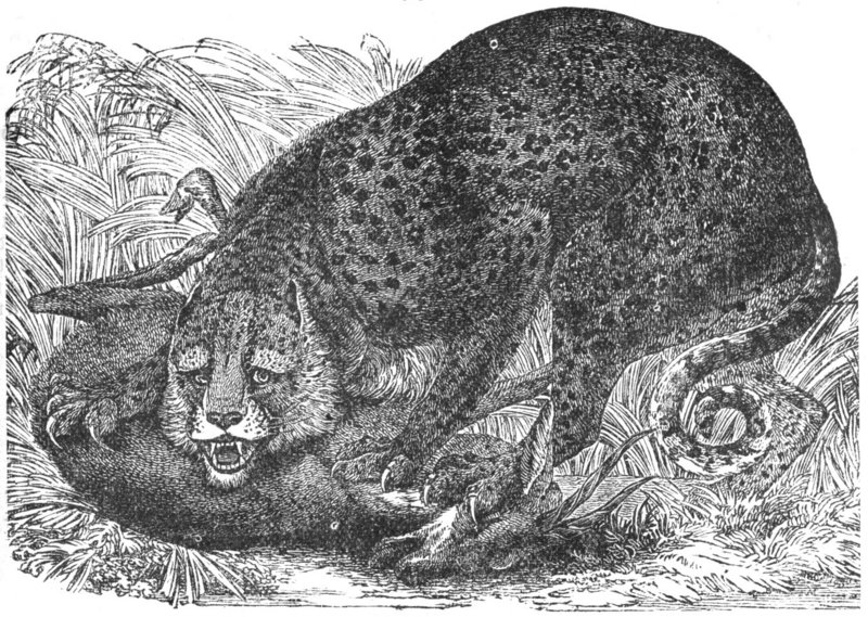 leopard (Panthera pardus); DISPLAY FULL IMAGE.