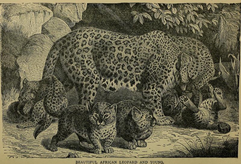 leopard (Panthera pardus); DISPLAY FULL IMAGE.