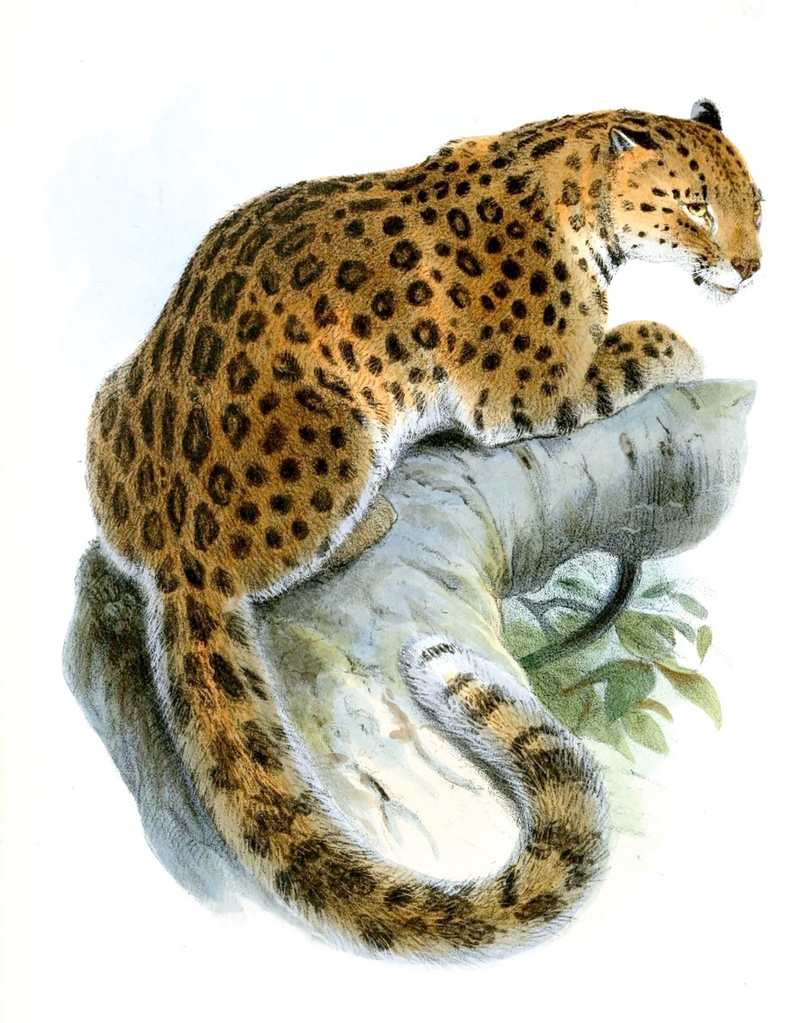 leopard (Panthera pardus); DISPLAY FULL IMAGE.