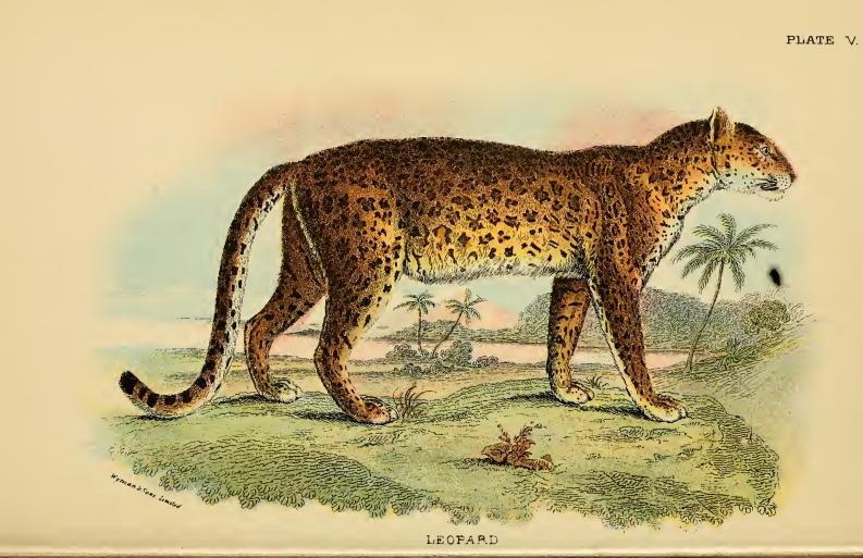 leopard (Panthera pardus); DISPLAY FULL IMAGE.