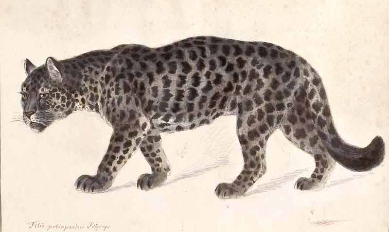 leopard (Panthera pardus); DISPLAY FULL IMAGE.