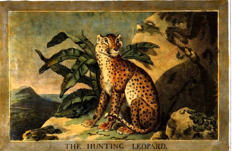 leopard (Panthera pardus); DISPLAY FULL IMAGE.