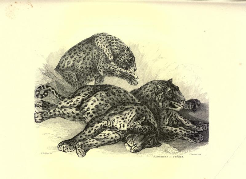leopard (Panthera pardus); DISPLAY FULL IMAGE.