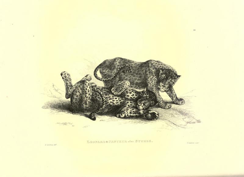 leopard (Panthera pardus); DISPLAY FULL IMAGE.