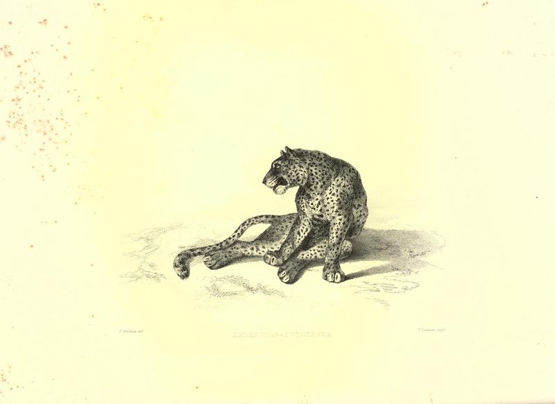 leopard (Panthera pardus); DISPLAY FULL IMAGE.