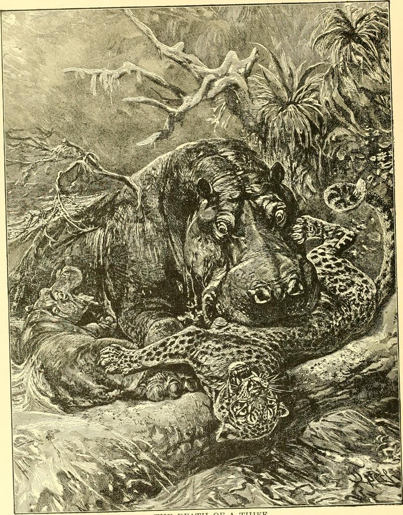 leopard (Panthera pardus); DISPLAY FULL IMAGE.