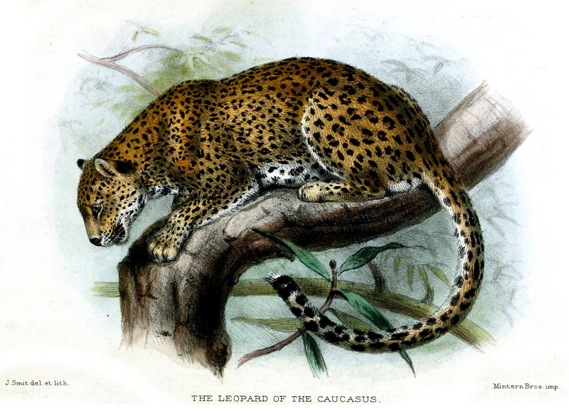 leopard (Panthera pardus); DISPLAY FULL IMAGE.