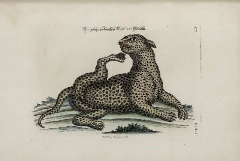 leopard (Panthera pardus); DISPLAY FULL IMAGE.