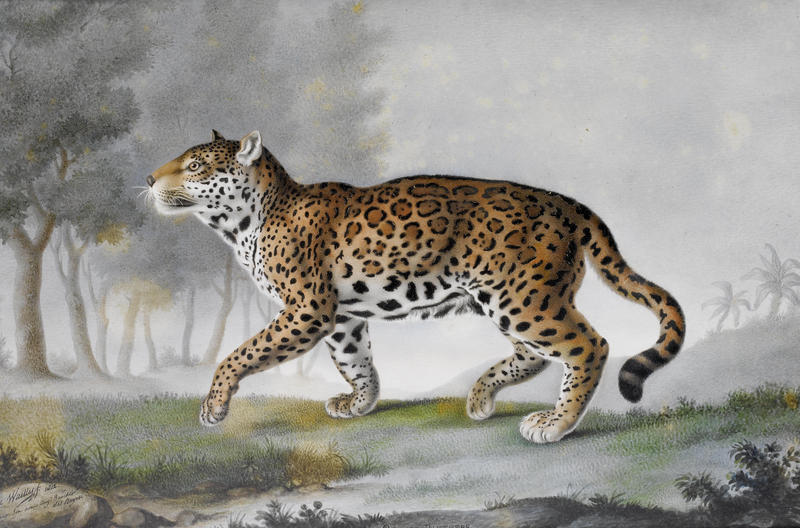 leopard (Panthera pardus); DISPLAY FULL IMAGE.
