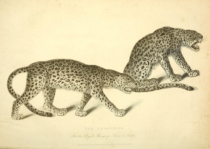 leopard (Panthera pardus); DISPLAY FULL IMAGE.