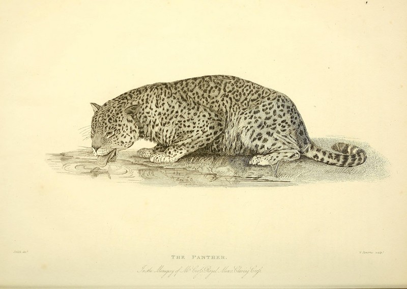leopard (Panthera pardus); DISPLAY FULL IMAGE.