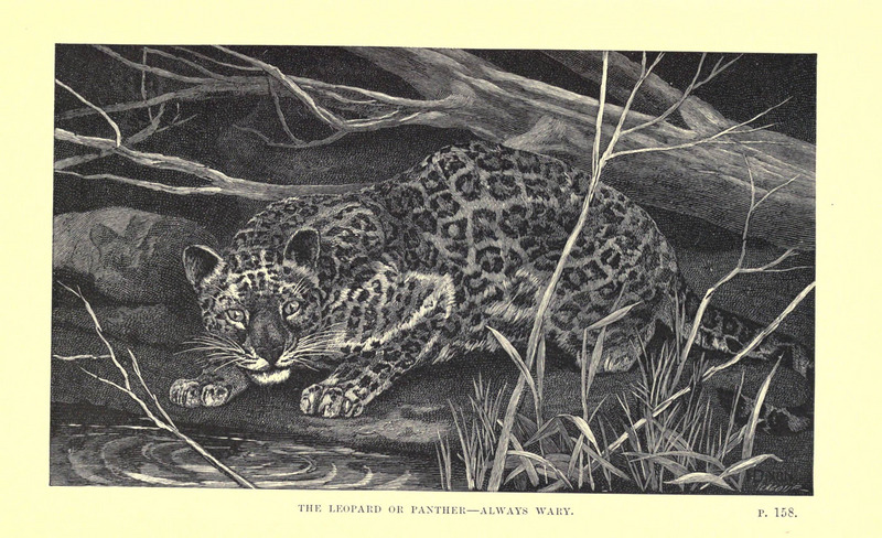 leopard (Panthera pardus); DISPLAY FULL IMAGE.