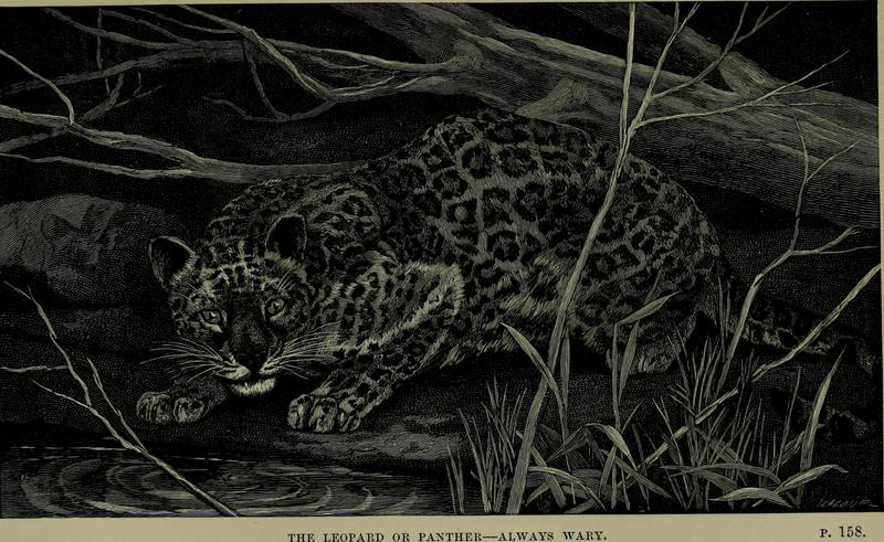 leopard (Panthera pardus); DISPLAY FULL IMAGE.