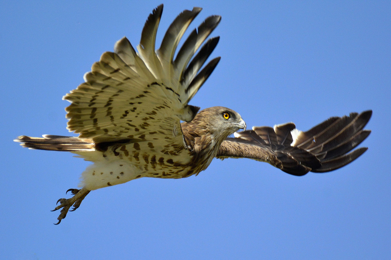 short-toed snake eagle (Circaetus gallicus); DISPLAY FULL IMAGE.