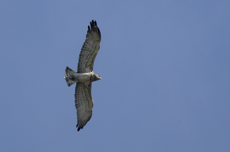 short-toed snake eagle (Circaetus gallicus); DISPLAY FULL IMAGE.