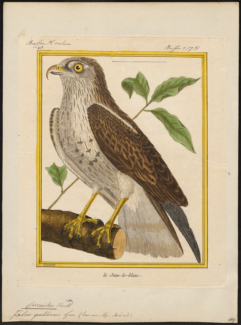 short-toed snake eagle (Circaetus gallicus); DISPLAY FULL IMAGE.