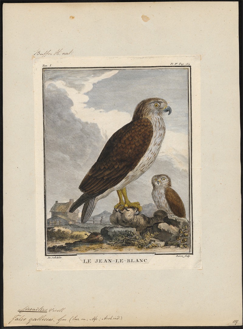 short-toed snake eagle (Circaetus gallicus); DISPLAY FULL IMAGE.