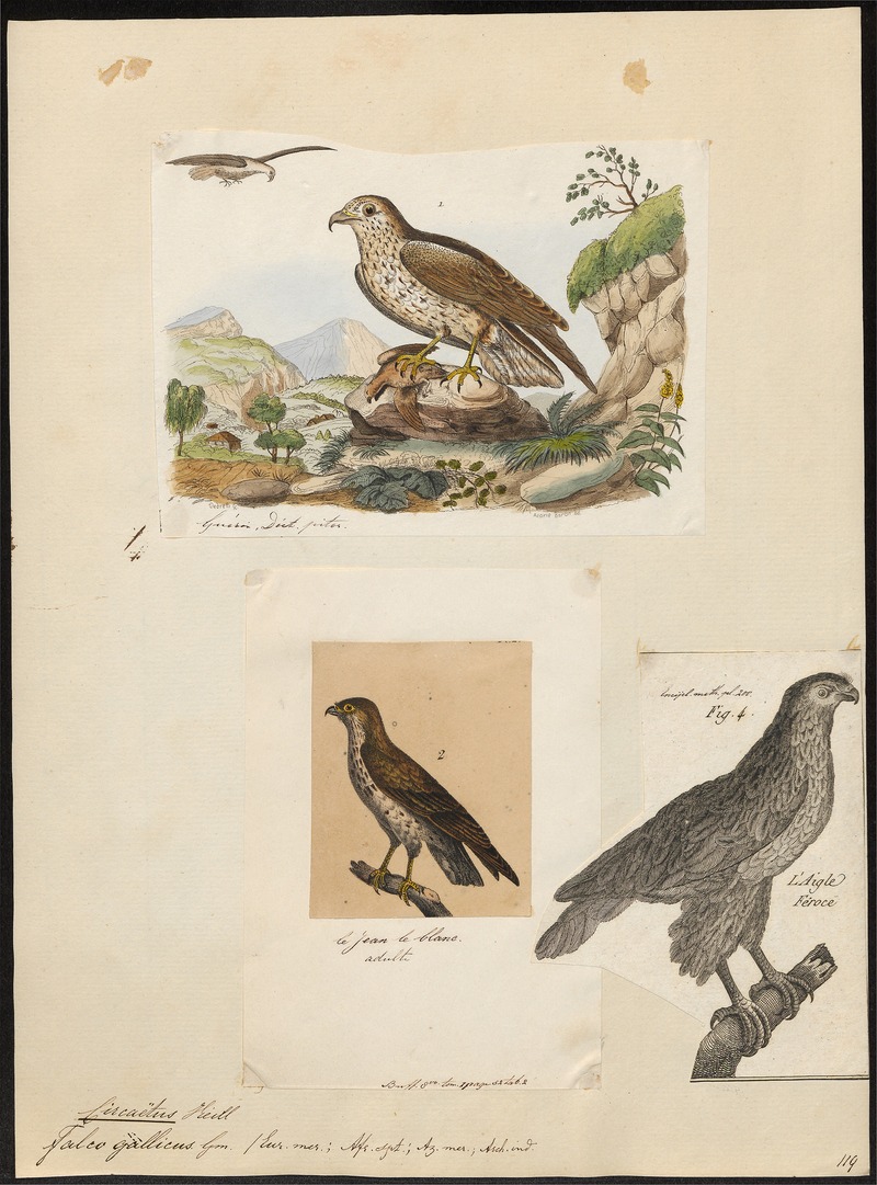 short-toed snake eagle (Circaetus gallicus); DISPLAY FULL IMAGE.