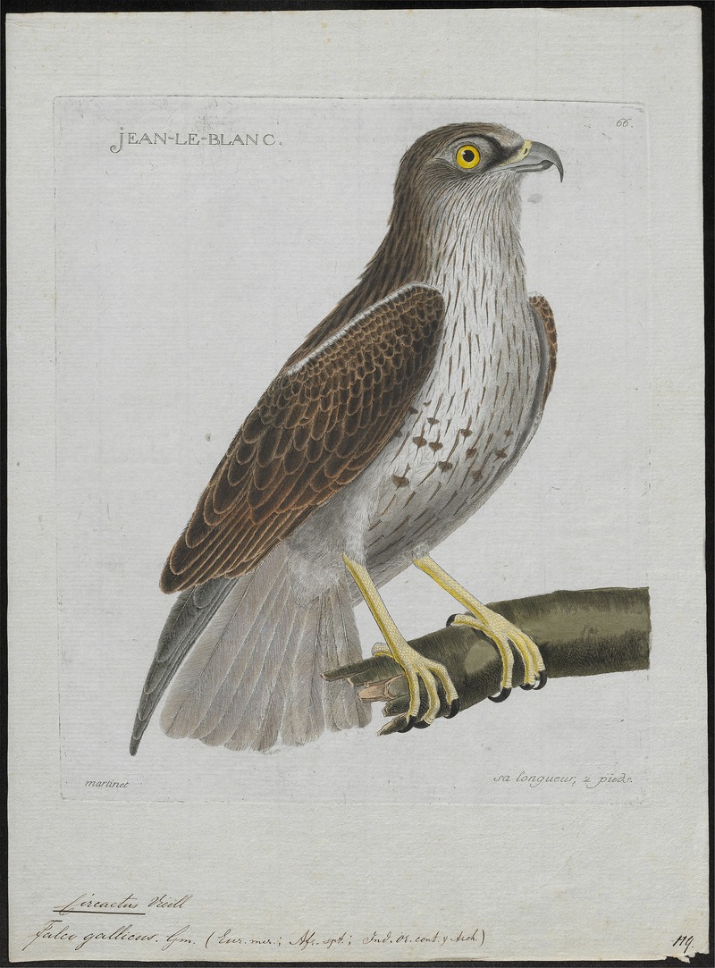 short-toed snake eagle (Circaetus gallicus); DISPLAY FULL IMAGE.