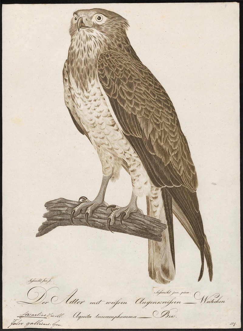 short-toed snake eagle (Circaetus gallicus); DISPLAY FULL IMAGE.