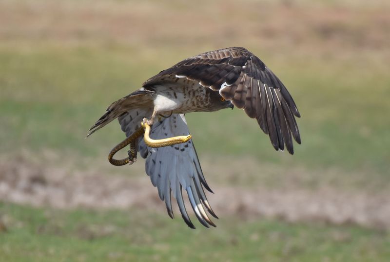 short-toed snake eagle (Circaetus gallicus); DISPLAY FULL IMAGE.