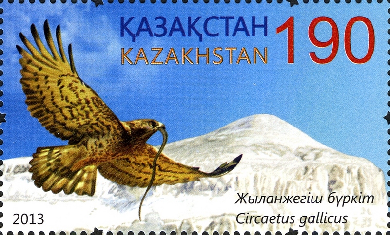 short-toed snake eagle (Circaetus gallicus); DISPLAY FULL IMAGE.