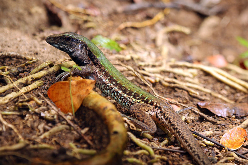 rainbow whiptail (Cnemidophorus lemniscatus); DISPLAY FULL IMAGE.