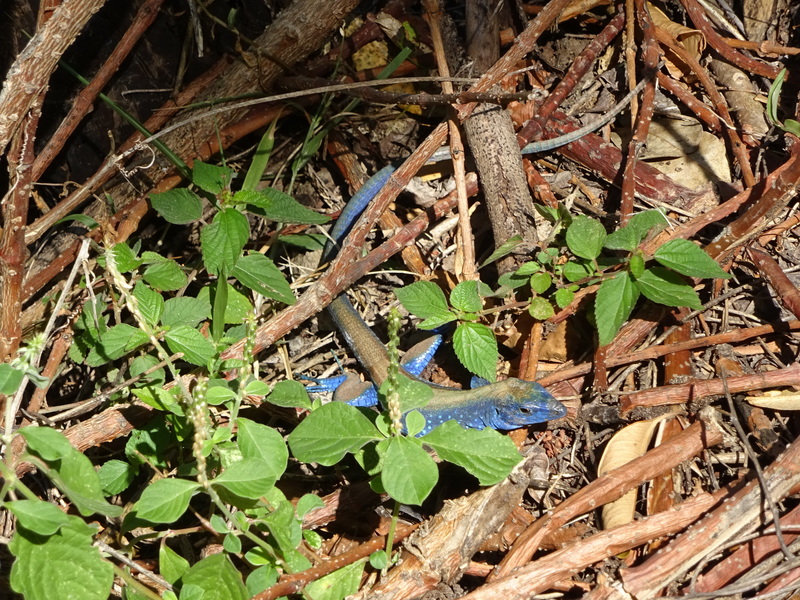 rainbow whiptail (Cnemidophorus lemniscatus); DISPLAY FULL IMAGE.