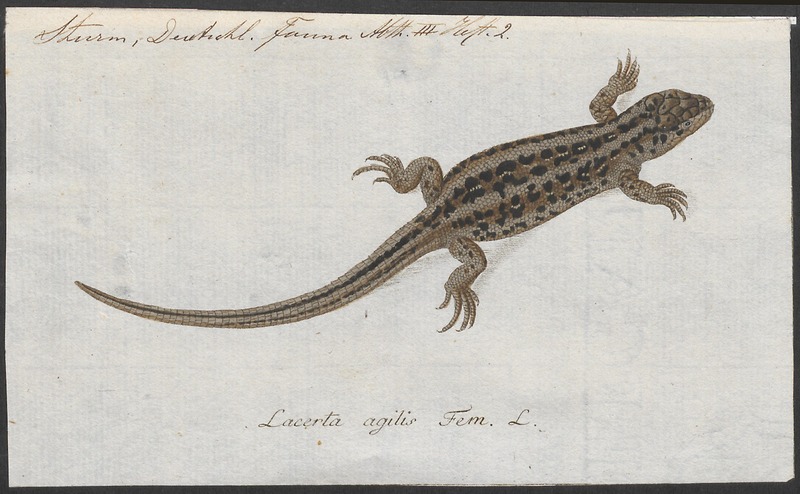 sand lizard (Lacerta agilis); DISPLAY FULL IMAGE.
