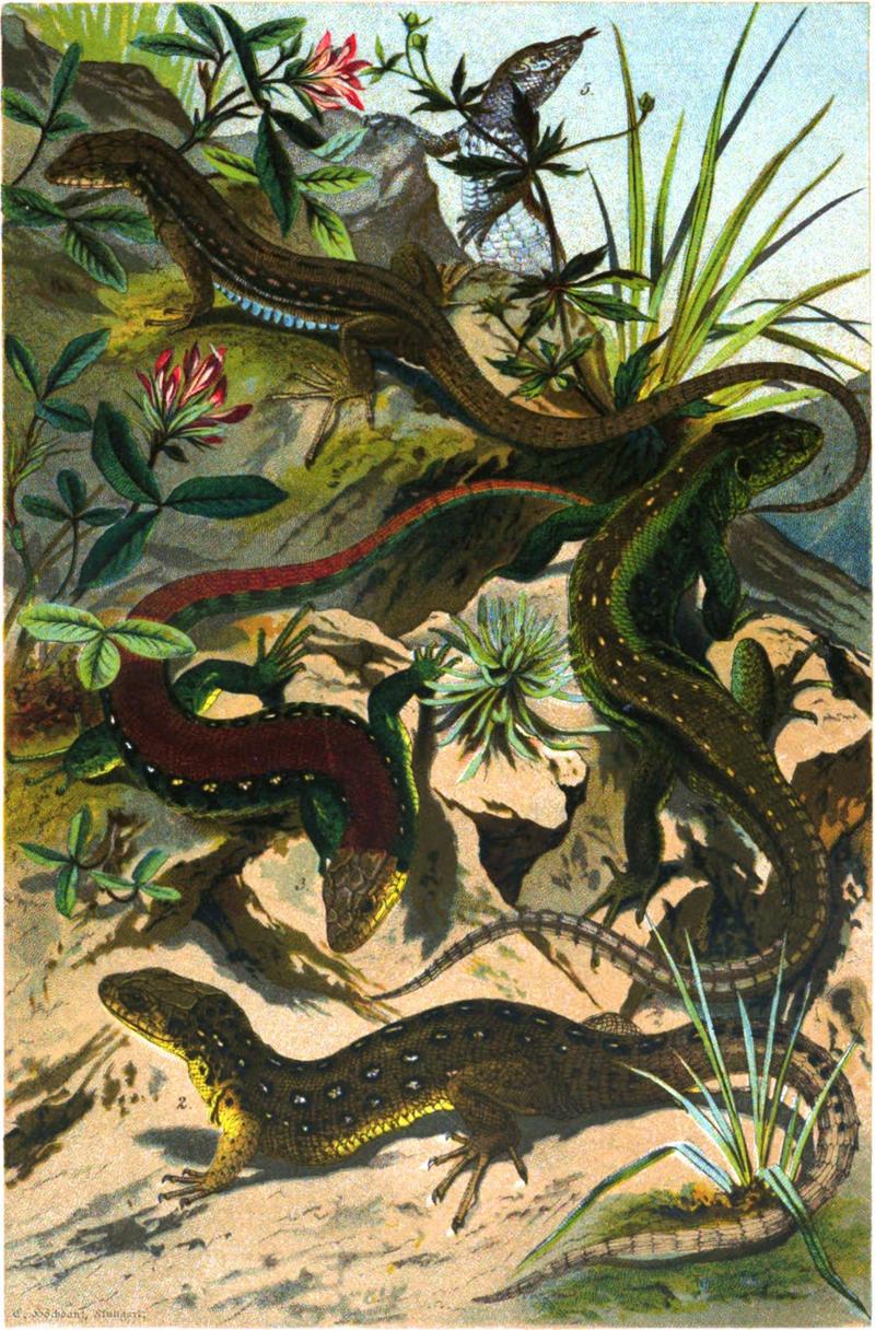 sand lizard (Lacerta agilis), common wall lizard (Podarcis muralis); DISPLAY FULL IMAGE.