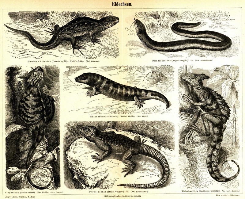 sand lizard (Lacerta agilis), slow worm (Anguis fragilis), sandfish skink (Scincus scincus), common flying dragon (Draco volans), starred agama (Stellagama stellio), common basilisk (Basiliscus basiliscus); DISPLAY FULL IMAGE.