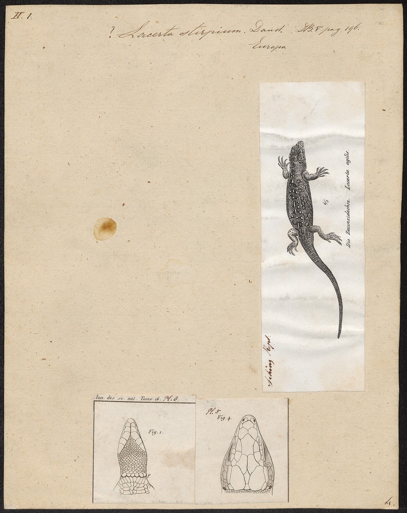 sand lizard (Lacerta agilis); DISPLAY FULL IMAGE.