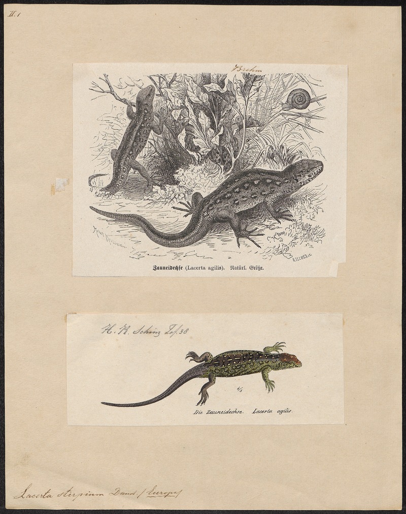 sand lizard (Lacerta agilis); DISPLAY FULL IMAGE.