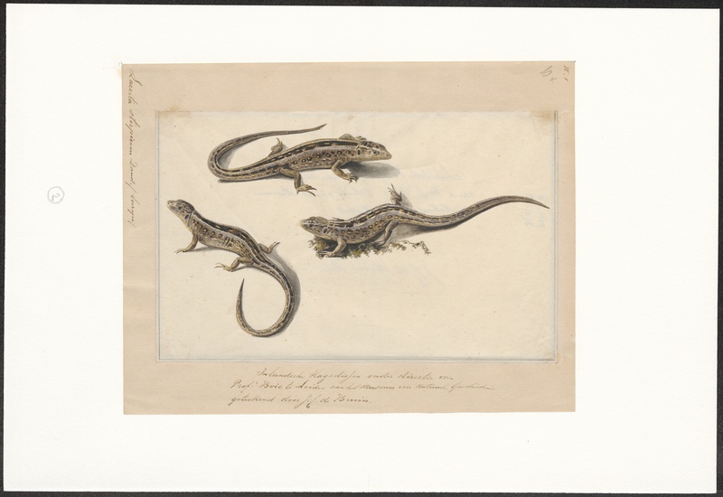 sand lizard (Lacerta agilis); DISPLAY FULL IMAGE.