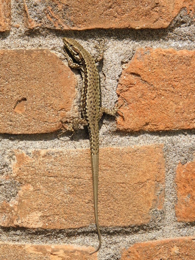 common wall lizard (Podarcis muralis); DISPLAY FULL IMAGE.