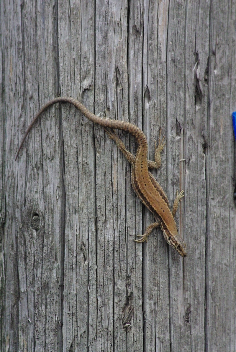 common wall lizard (Podarcis muralis); DISPLAY FULL IMAGE.