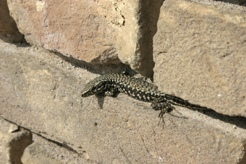 common wall lizard (Podarcis muralis); DISPLAY FULL IMAGE.