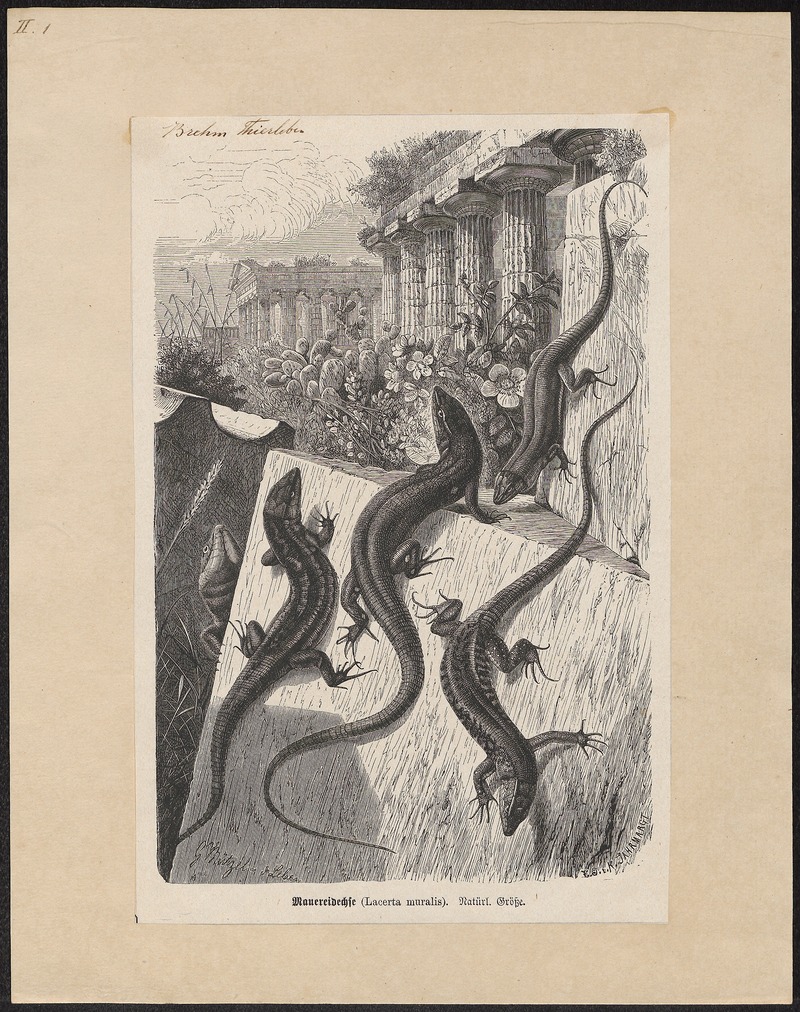 common wall lizard (Podarcis muralis); DISPLAY FULL IMAGE.