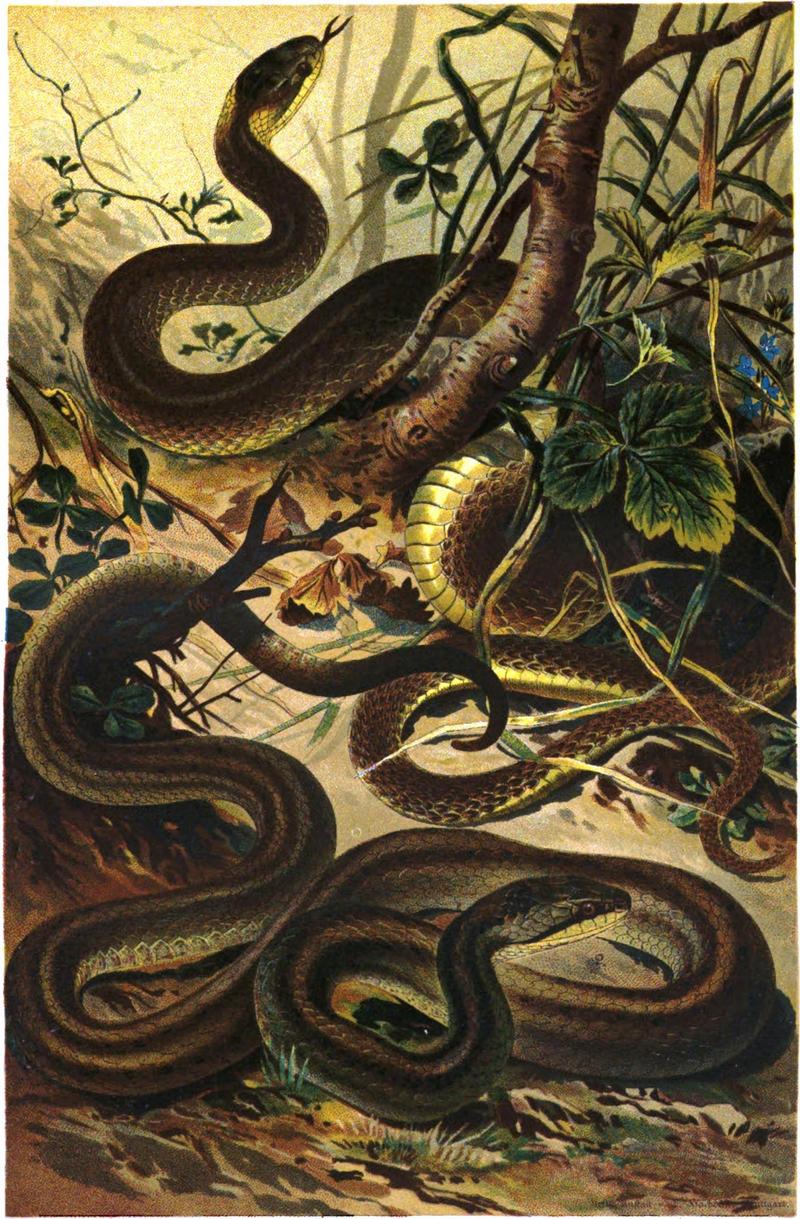 Aesculapian snake (Zamenis longissimus), smooth snake (Coronella austriaca); DISPLAY FULL IMAGE.