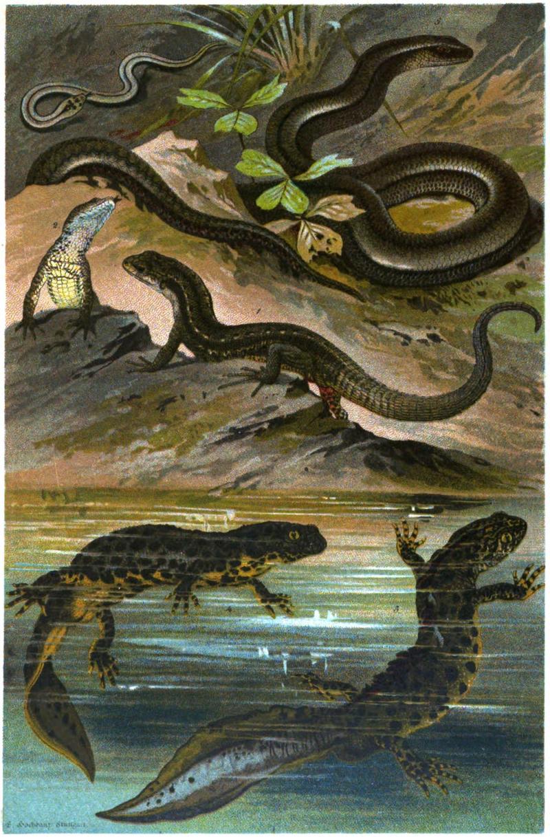 viviparous lizard (Zootoca vivipara), northern crested newt (Triturus cristatus), slow worm (Anguis fragilis); DISPLAY FULL IMAGE.