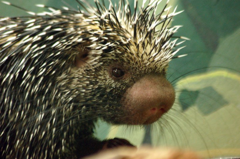 Brazilian porcupine (Coendou prehensilis); DISPLAY FULL IMAGE.