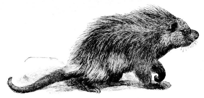 Brazilian porcupine (Coendou prehensilis); DISPLAY FULL IMAGE.