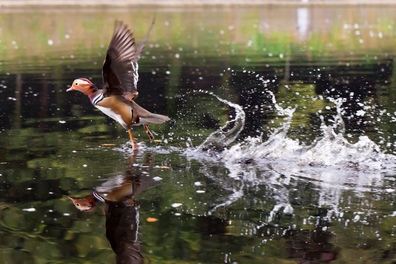 mandarin duck (Aix galericulata); DISPLAY FULL IMAGE.