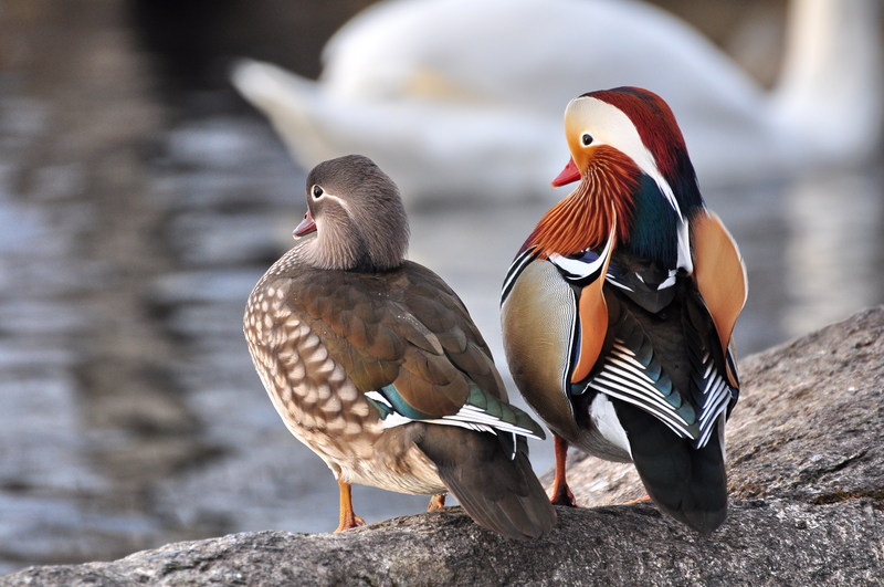 mandarin duck (Aix galericulata); DISPLAY FULL IMAGE.