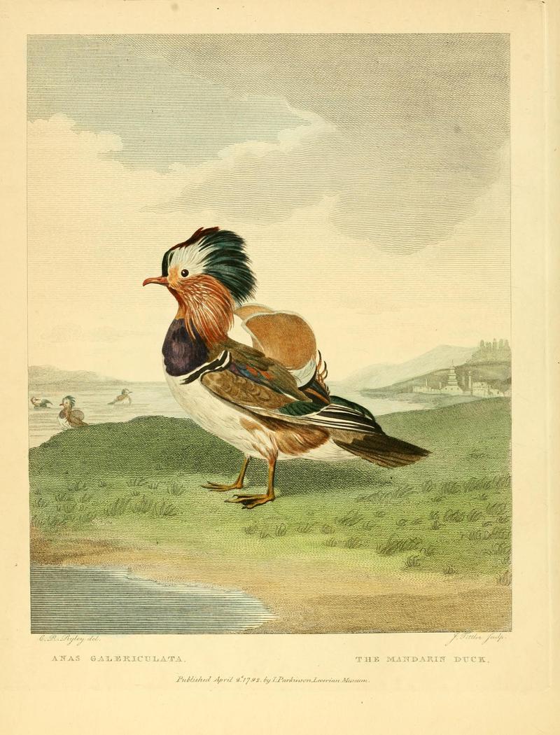 mandarin duck (Aix galericulata); DISPLAY FULL IMAGE.