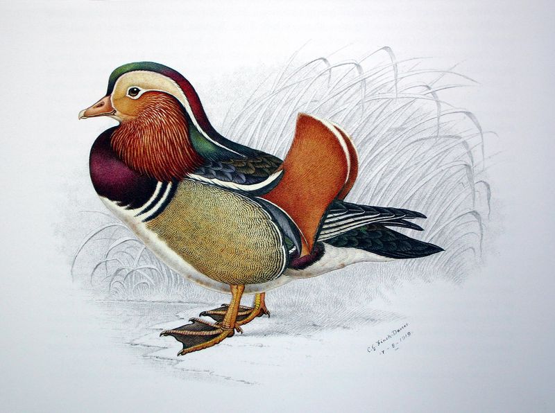 mandarin duck (Aix galericulata); DISPLAY FULL IMAGE.